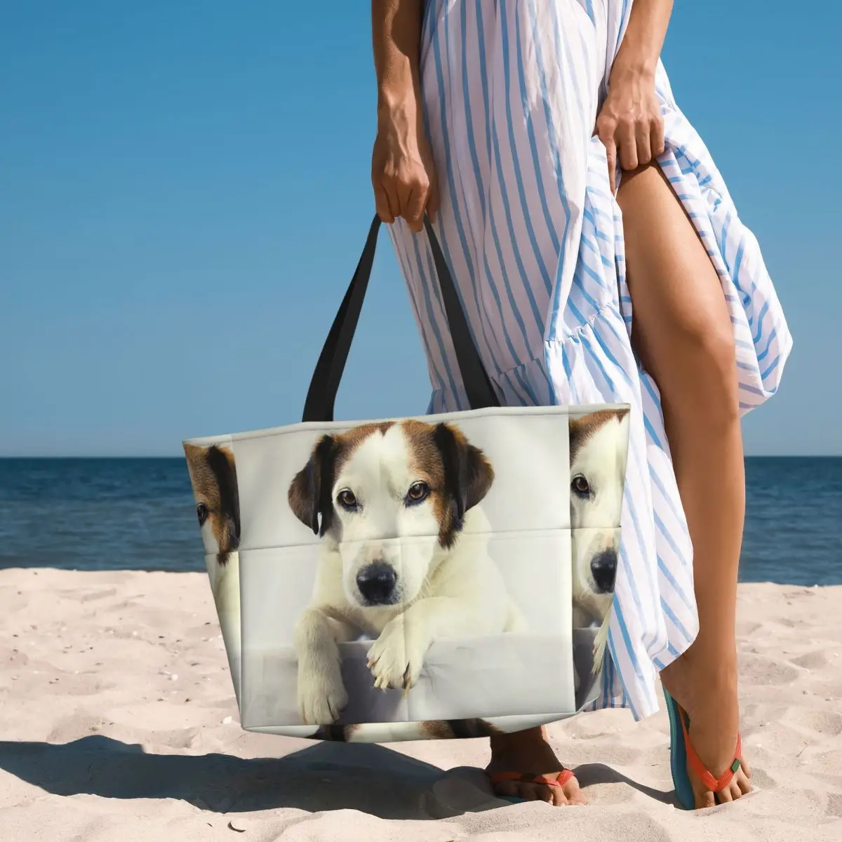 Dog Jack Russell Terrier Photo - огляд і ціна Yoga Fitness Photos